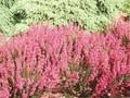 Erica cinerea C D Eason Image 1