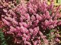 Erica cinerea Cevennes Image 1