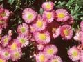 Erigeron Bijou Rose Image 1