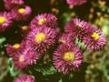 Erigeron Blaue Grotte Image 1