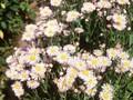 Erigeron Mrs E H Beale Image 1