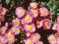 Erigeron Rosa Juwel Image 1