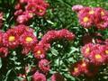 Erigeron Rotes Meer Image 1