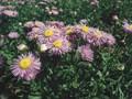 Erigeron Wuppertal Image 1