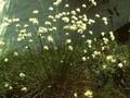 Eriophorum vaginatum Image 1