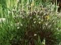 Eriophorum vaginatum Heidelicht Image 1