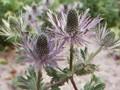 Eryngium alpinum Amethyst Image 1