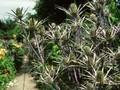 Eryngium alpinum Blue Star Image 1