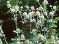 Eryngium coeruleum Image 1