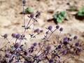 Eryngium planum Blauer Zwerg Image 1