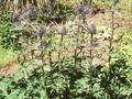 Eryngium zabelii Violetta Image 1