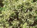 Euonymus fortunei Golden Prince Image 1