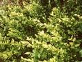 Euonymus fortunei Sheridan Gold Image 1