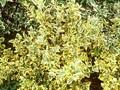 Euonymus fortunei Sunshine Image 1