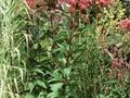 Eupatorium maculatum Image 1