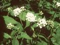 Eupatorium urticifolium Image 1