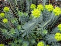 Euphorbia rigida Image 1