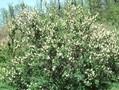 Exochorda albertii Image 1