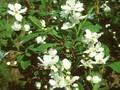 Exochorda giraldii Image 1