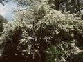 Exochorda giraldii var wilsonii Image 1