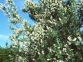 Exochorda macrantha Image 1