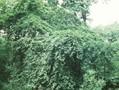 Fagus sylvatica var. tortuosa Image 1
