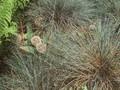 Festuca cinerea Image 1