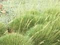 Festuca crinum-ursi Image 1