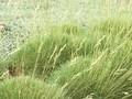 Festuca gautieri Image 1