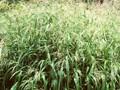 Festuca gigantea Image 1