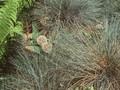Festuca glauca Image 1
