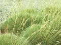 Festuca scoparia Image 1