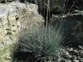 Festuca valesiaca Glaucantha Image 1