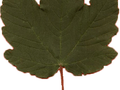 Acer pseudoplatanus Rotterdam Image 2