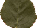 Betula ermanii Image 3