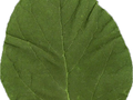 Catalpa bignonioides Nana Image 3