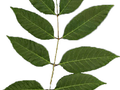 Cedrela sinensis Image 2