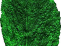 Celtis occidentalis Image 3