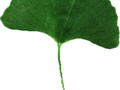 Ginkgo biloba Image 4