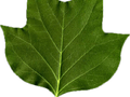 Liriodendron tulipifera Image 6