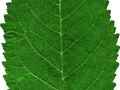 Prunus avium Plena Image 4