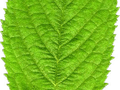 Prunus avium Image 6