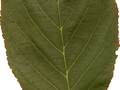 Prunus serrulata Kanzan Image 4