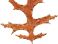 Quercus coccinea Image 4