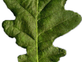 Quercus robur Image 4