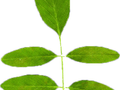 Robinia pseudoacacia Monophylla Image 5