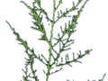 Tamarix parviflora Image 4
