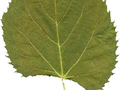 Tilia henryana Image 2