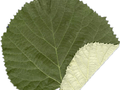 Tilia tomentosa Image 4