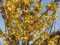 Forsythia Beatrix Farrand Image 1
